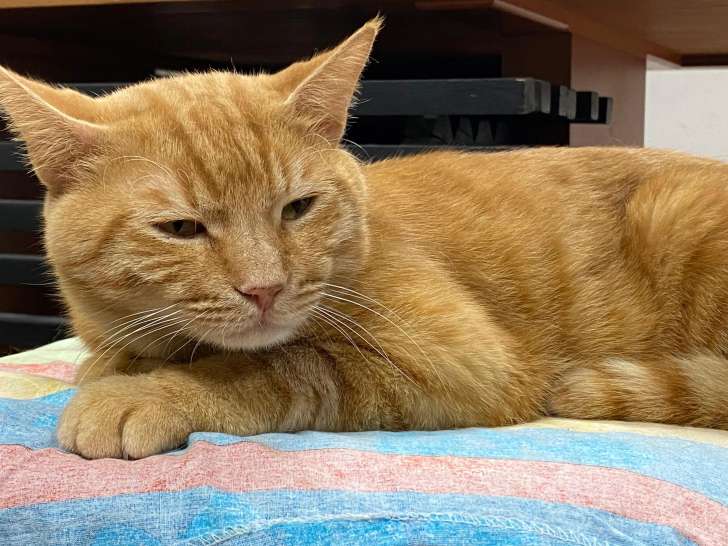 Adoption disponible : chat au pelage tigré roux de 4 ans
