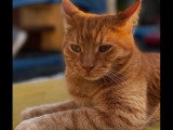 Adoption disponible : chat au pelage tigré roux de 4 ans