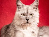 Chatte Maine Coon stérilisée inscrite au LOOF à vendre