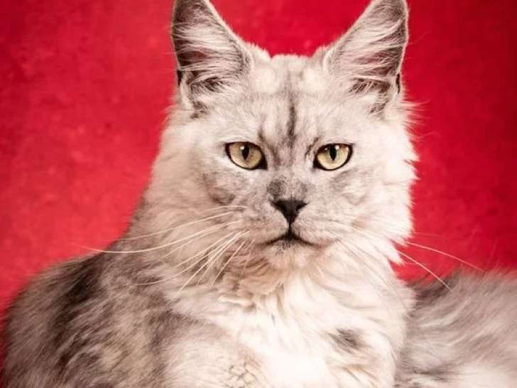 Chatte Maine Coon stérilisée inscrite au LOOF à vendre