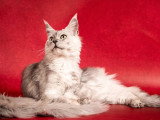 Chatte Maine Coon stérilisée inscrite au LOOF à vendre