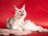Chatte Maine Coon stérilisée inscrite au LOOF à vendre