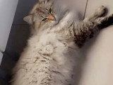 À adopter : chat au pelage seal point de 10 ans
