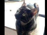 En attente d'un foyer : chat smoke d'un an