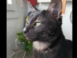 En attente d'un foyer : chat smoke d'un an