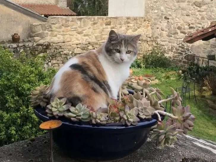 À accueillir : chaton femelle tricolore de 11 mois