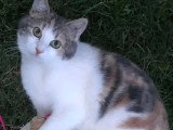À accueillir : chaton femelle tricolore de 11 mois
