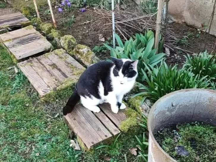 Prêt pour l'adoption : chat noir et blanc de 2 ans