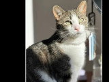 Adoption disponible : chat de 6 ans