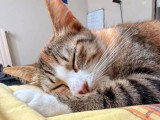 Adoption disponible : chaton femelle tigrée et blanche de 9 mois