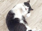 À la recherche d'une famille : chatte noir et blanc de 4 ans