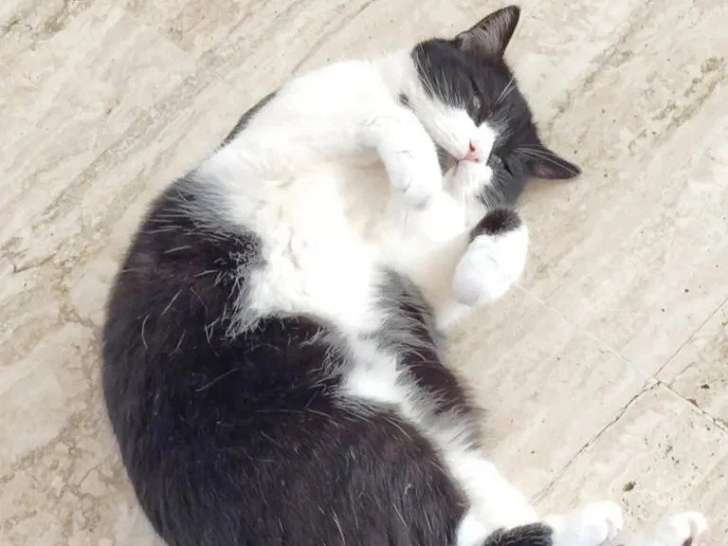 À la recherche d'une famille : chatte noir et blanc de 4 ans