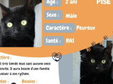 En attente d'un foyer : chat noir de 2 ans