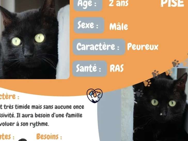 En attente d'un foyer : chat noir de 2 ans