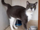 En attente d'adoption : chat gris et blanc de 3 ans