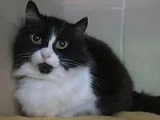 En attente d'un foyer : chatte noir et blanc de 6 ans