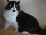 En attente d'un foyer : chatte noir et blanc de 6 ans