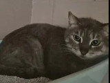 Disponible à l'adoption : chat tigré gris de 6 ans