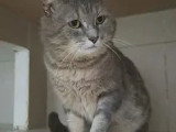 En quête d'un foyer : chat tigré gris de 6 ans