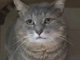 En quête d'un foyer : chat tigré gris de 6 ans