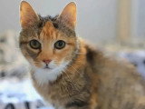 À la recherche d'une famille : chatte tigrée de 2 ans
