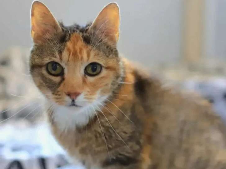 À la recherche d'une famille : chatte tigrée de 2 ans
