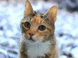 À la recherche d'une famille : chatte tigrée de 2 ans