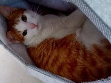 Prêt pour l'adoption : chat roux et blanc d'un an