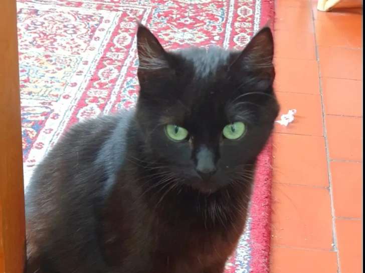 Adoption disponible : chatte noire de 4 ans