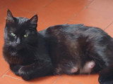 Adoption disponible : chatte noire de 4 ans