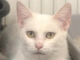 En quête d'un foyer : chatte blanche de 5 ans