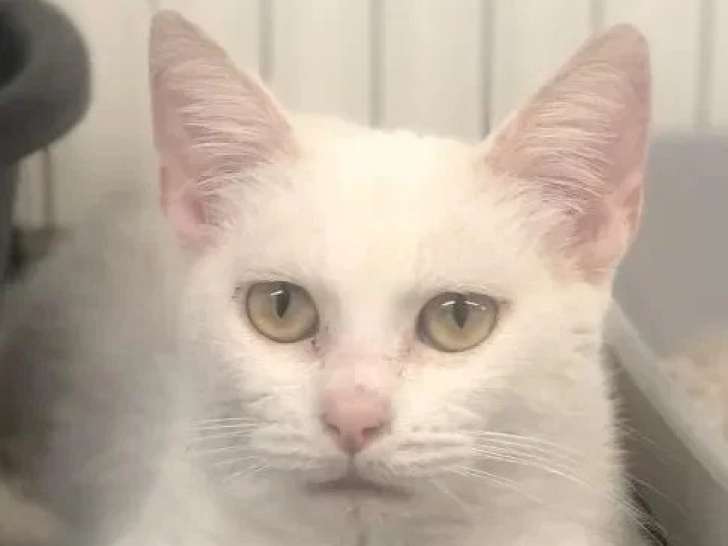 En quête d'un foyer : chatte blanche de 5 ans