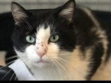 À adopter : chat au pelage noir et blanc de 5 ans