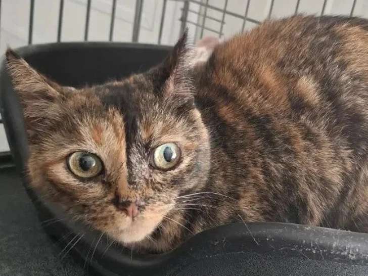 À la recherche d'une famille : chatte écaille de tortue de 10 ans