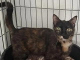 Prêt pour l'adoption : chatte écaille de tortue de 3 ans