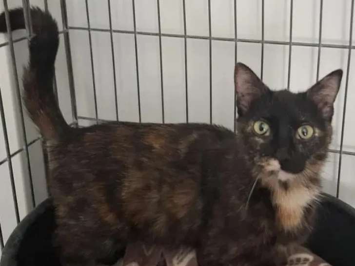 Prêt pour l'adoption : chatte écaille de tortue de 3 ans