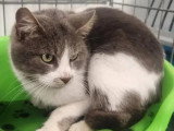 Disponible à l'adoption : chat gris et blanc de 2 ans