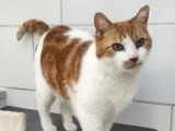 En attente d'un foyer : chat roux et blanc de 9 ans
