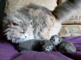 Chatons Selkirk Rex et Straight Longhair à réserver
