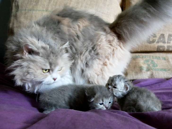 Chatons Selkirk Rex et Straight Longhair à réserver