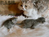 Chatons Selkirk Rex et Straight Longhair à réserver