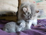 Chatons Selkirk Rex et Straight Longhair à réserver