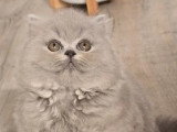Trois chatons British Longhair bleus mâles LOOF de mars 2026 à réserver