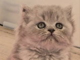 Trois chatons British Longhair bleus mâles LOOF de mars 2026 à réserver