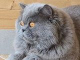 Trois chatons British Longhair bleus mâles LOOF de mars 2026 à réserver