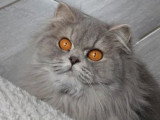 Trois chatons British Longhair bleus mâles LOOF de mars 2026 à réserver