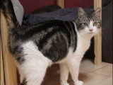 Kira, gentille minette à adopter en association