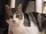 Kira, gentille minette à adopter en association