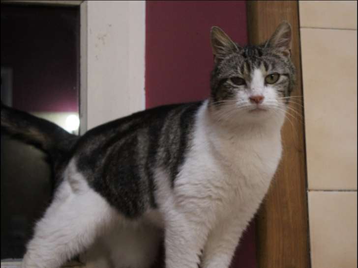 Kira, gentille minette à adopter en association