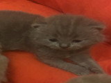 Chatons de type British Shorthair mâles à vendre